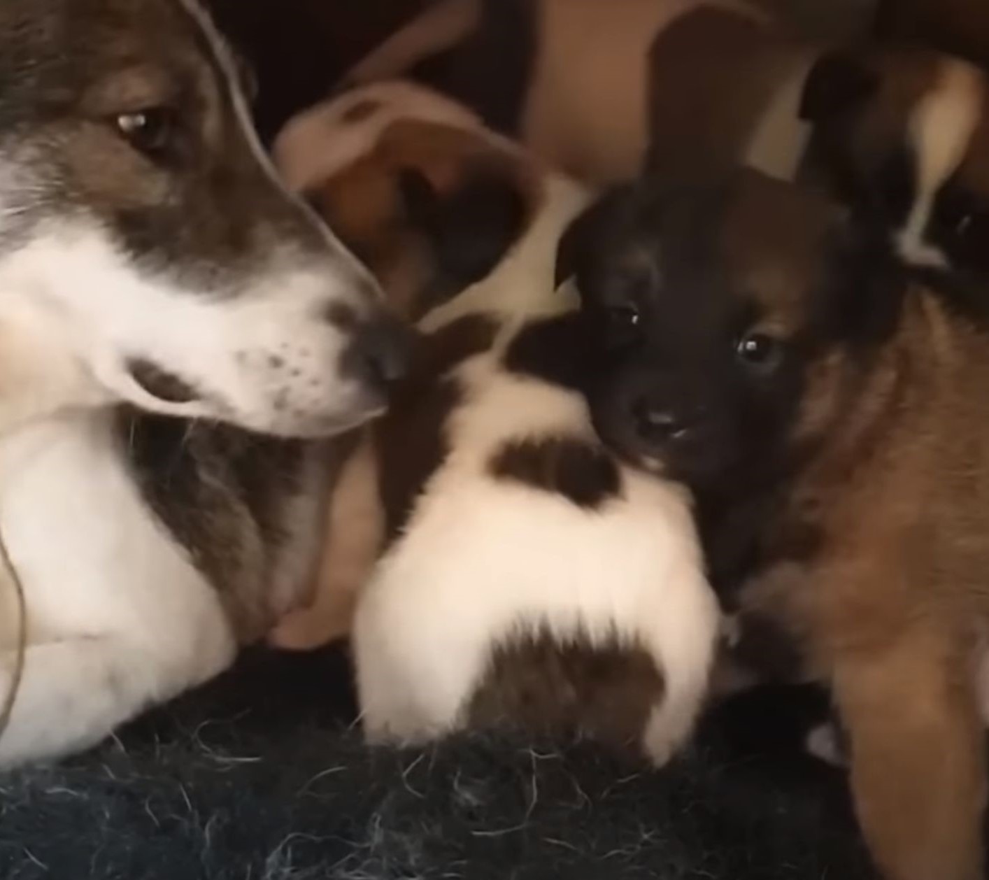 cute puppies and mother dog