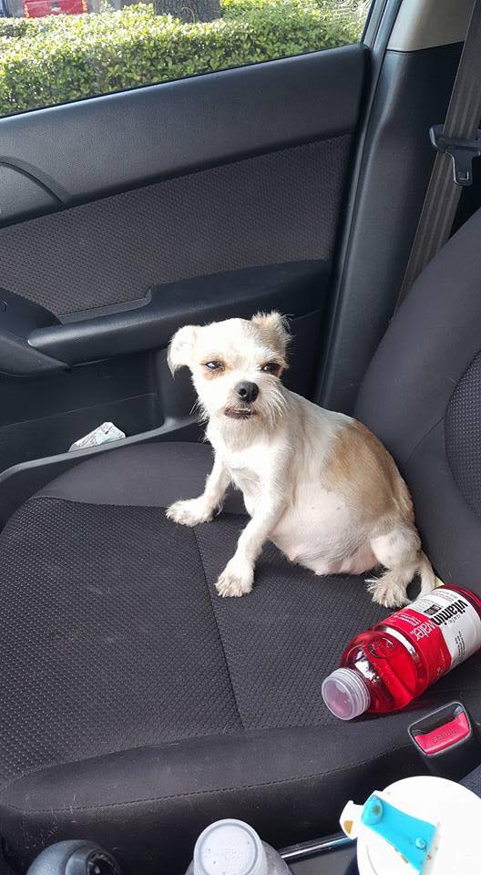 cute white dog sitting on a front seat
