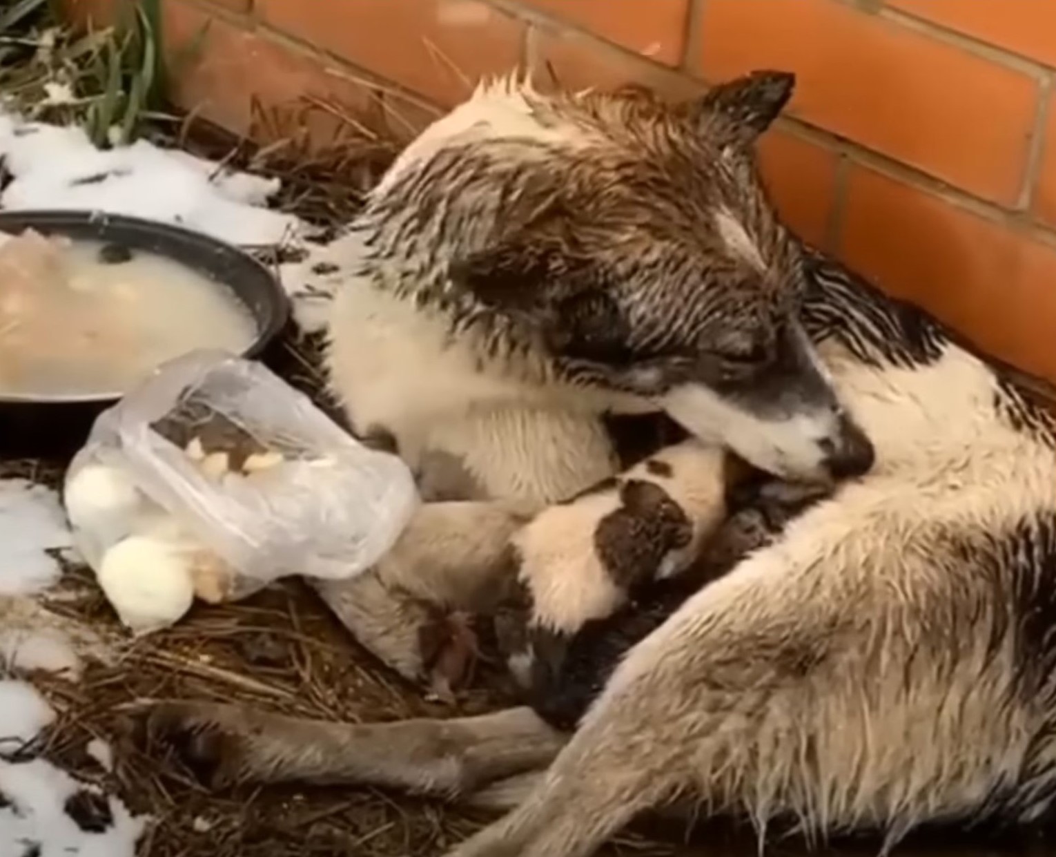 dog and its puppy