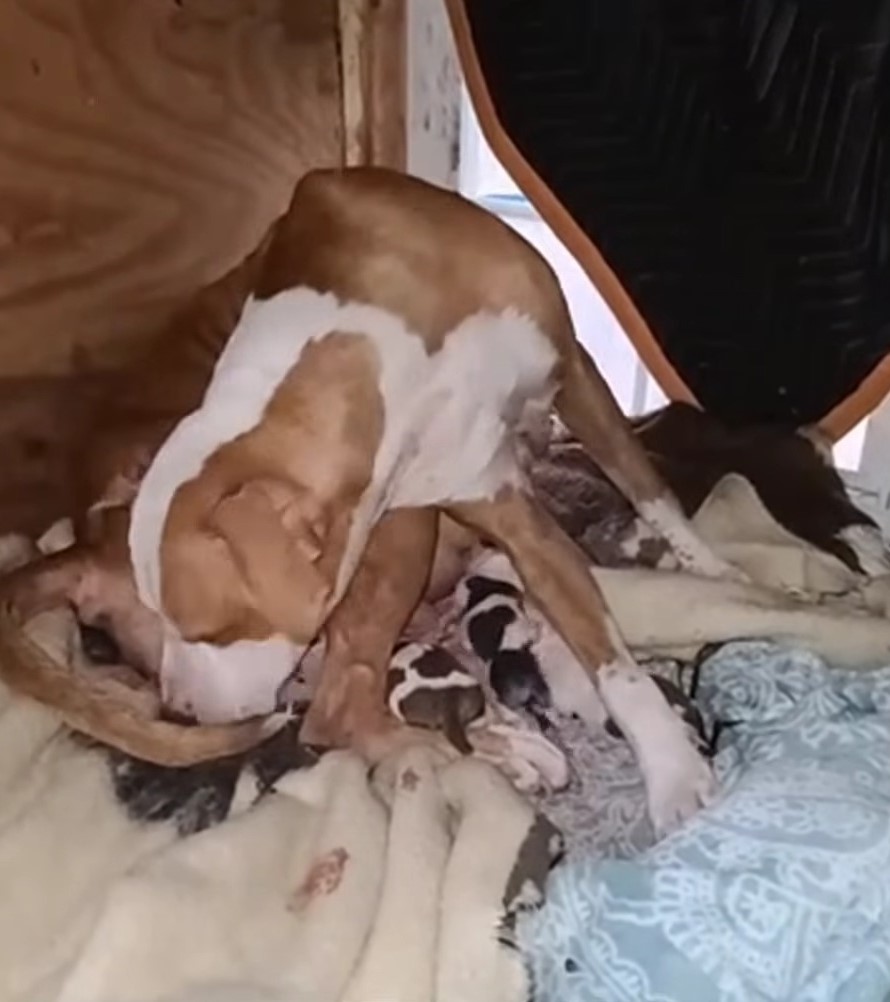 dog and puppies on a pile of blankets