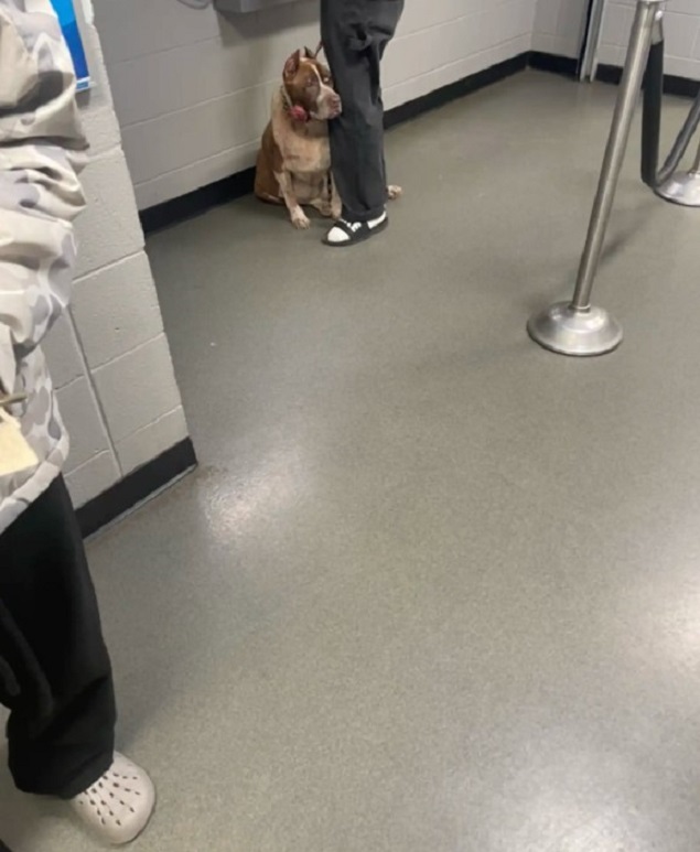 dog at the shelter with owner