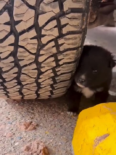 dog hiding behind car tire