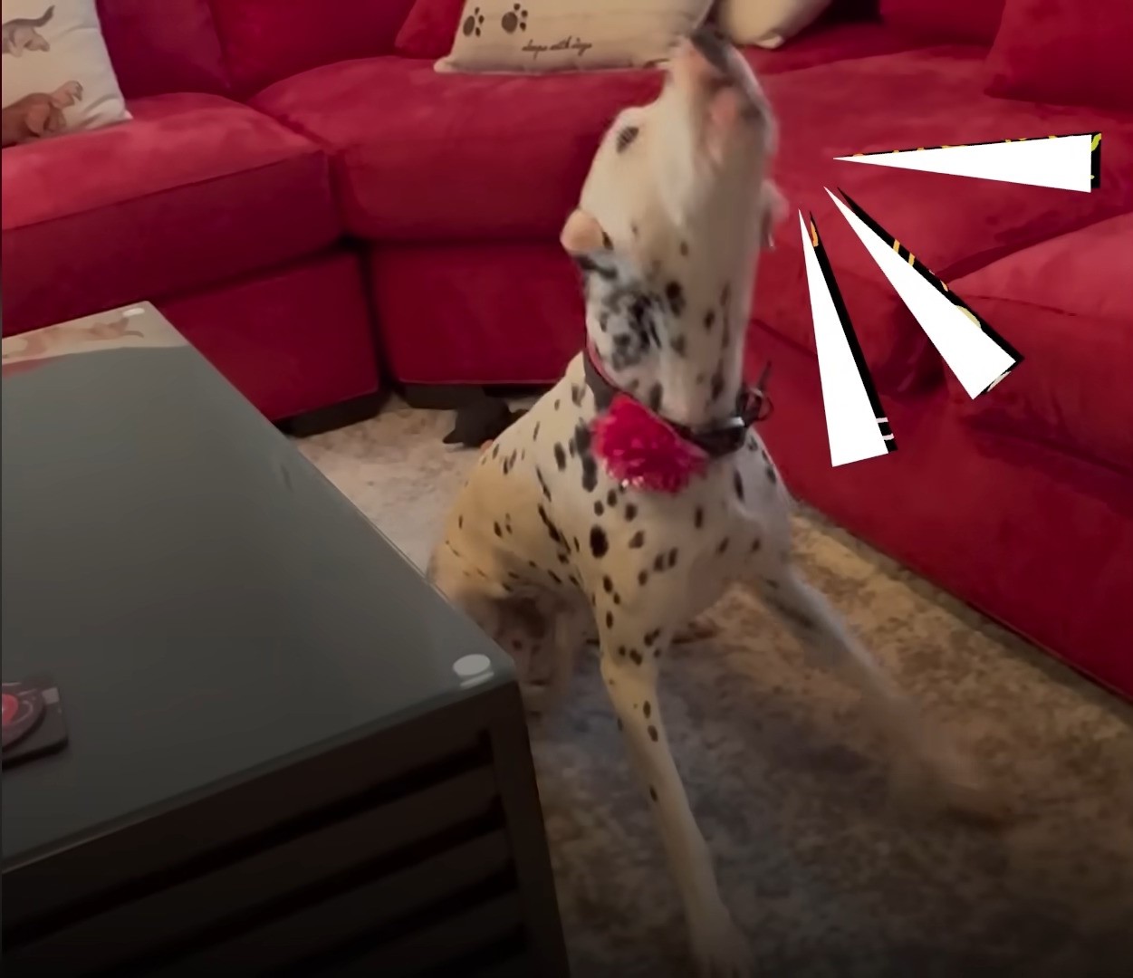 dog howling in the livingroom