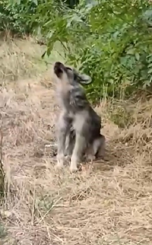 dog howling on the side of the road