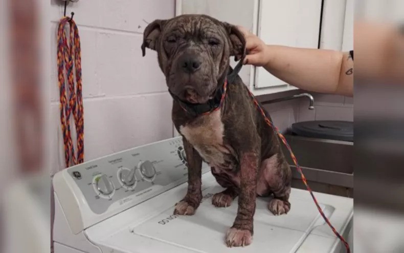 dog in a bad condition at a shelter