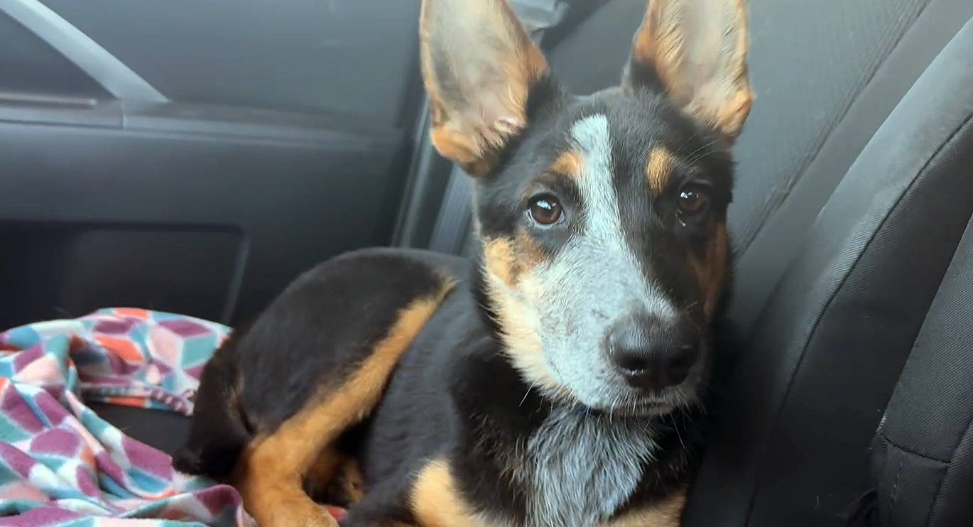 dog in a car