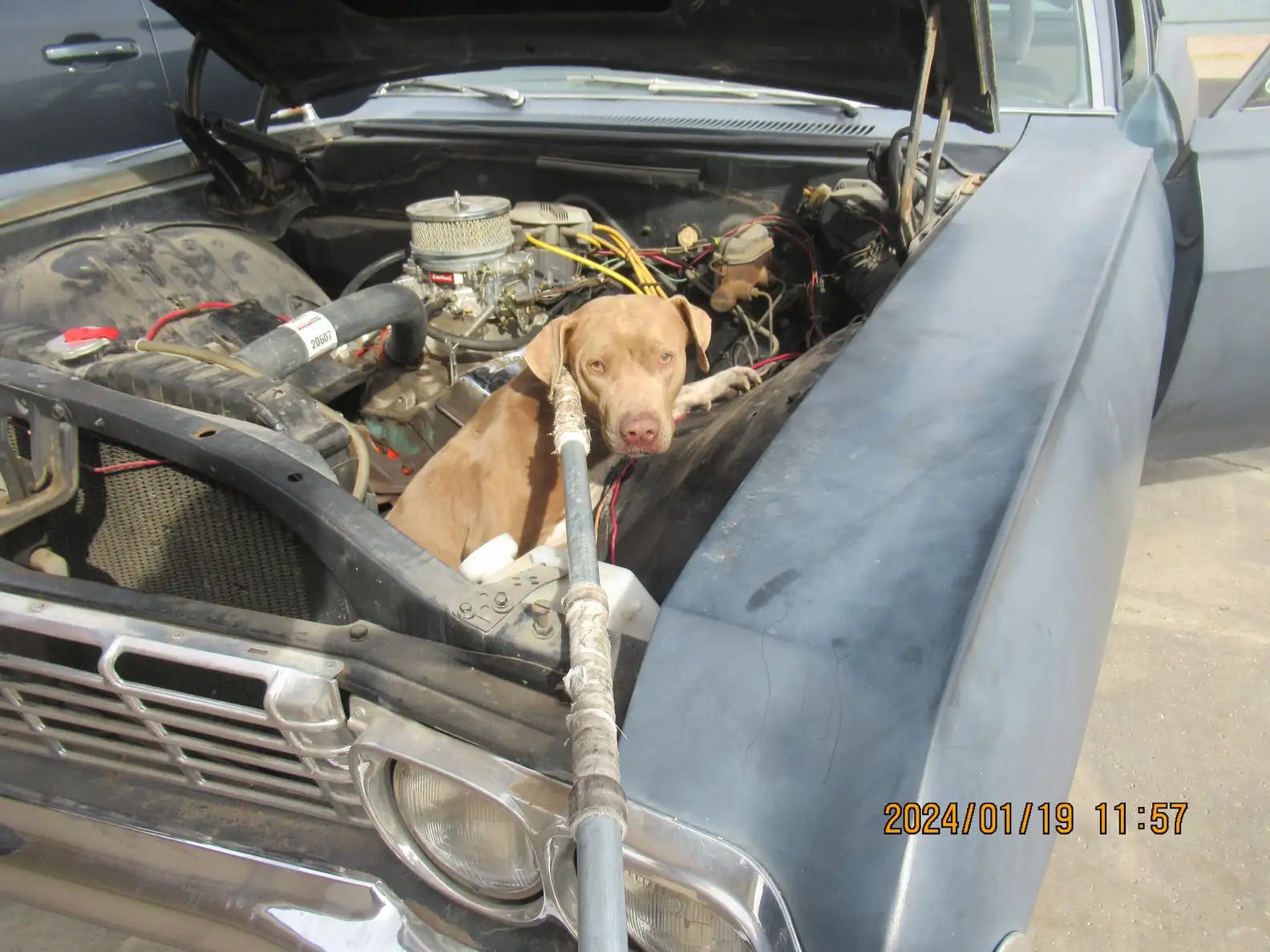 dog in a car trunk