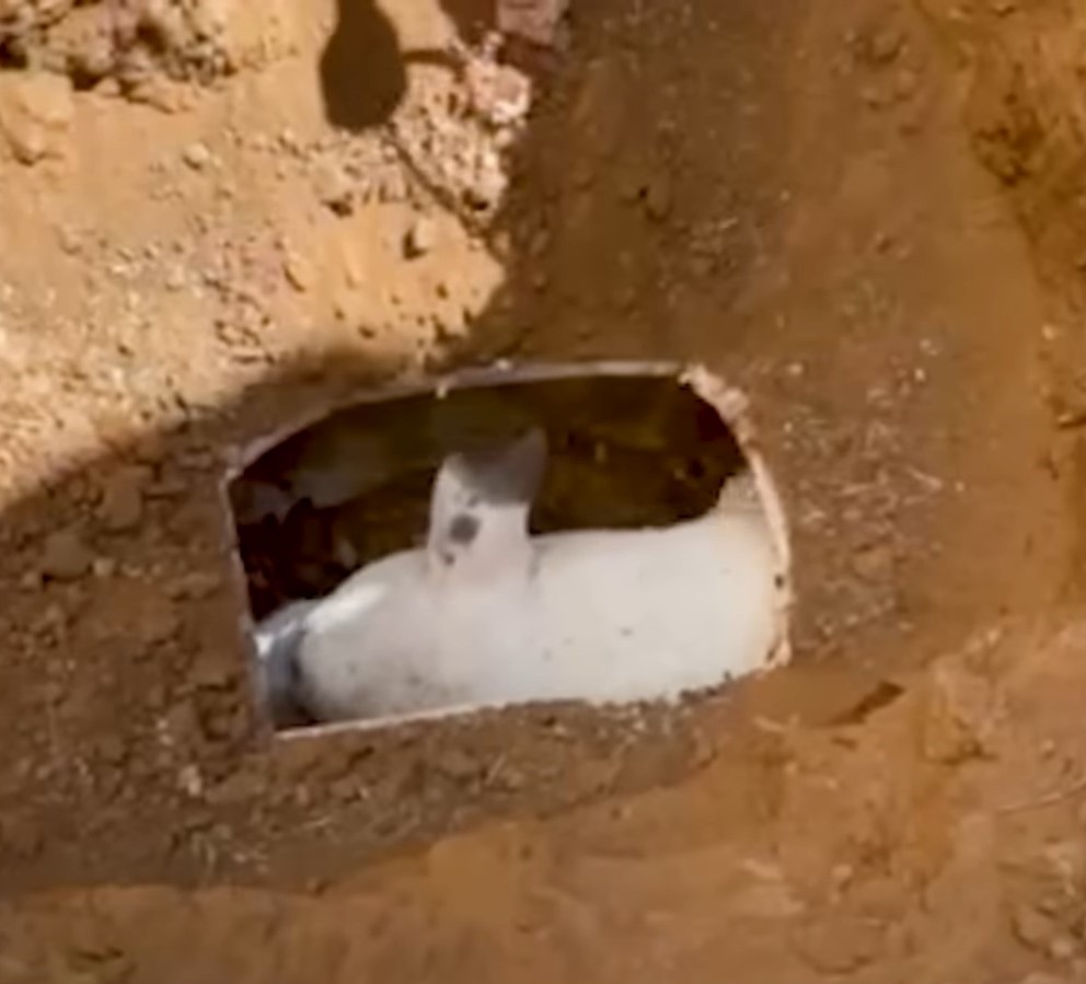 dog in a drainage pipe