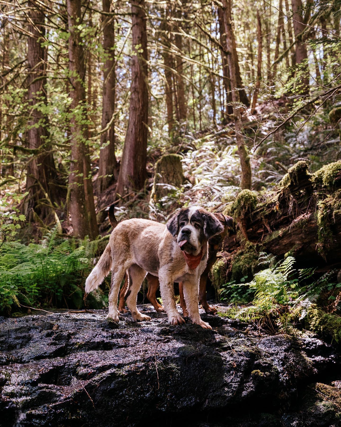 dog in the woods