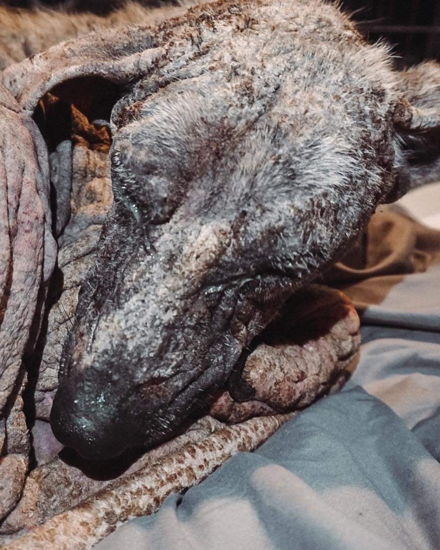 dog in very bad shape
