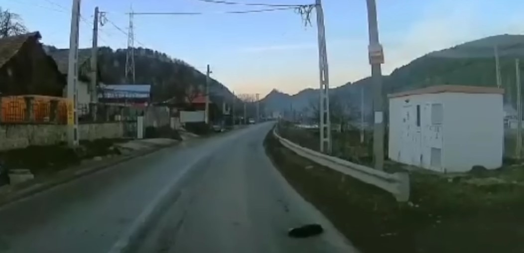 dog laying on the road