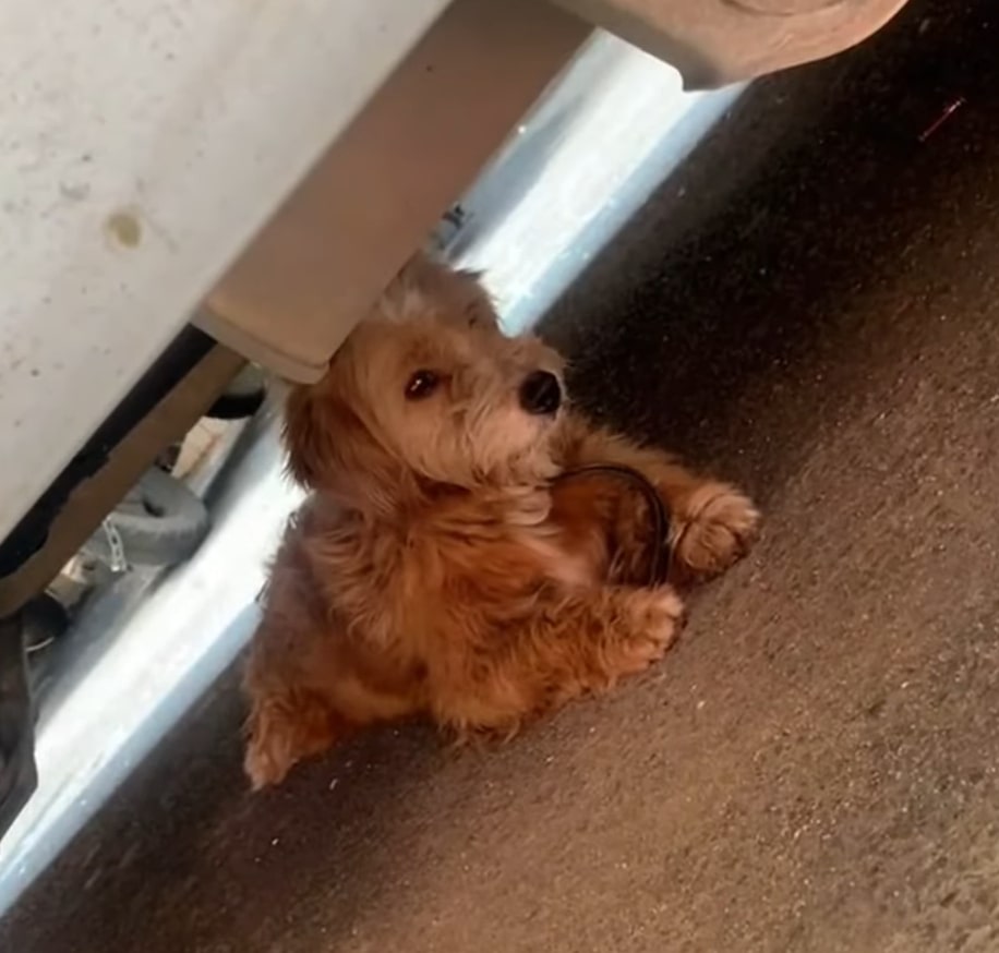 dog laying under the car