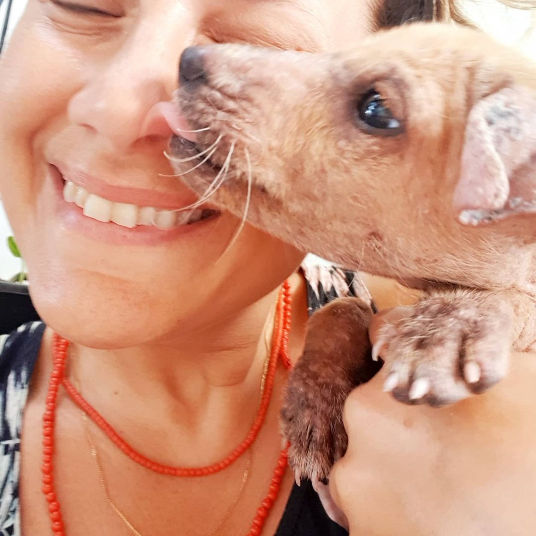 dog licking woman's face
