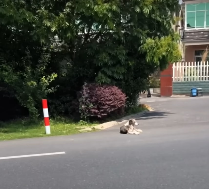 dog lying in the street