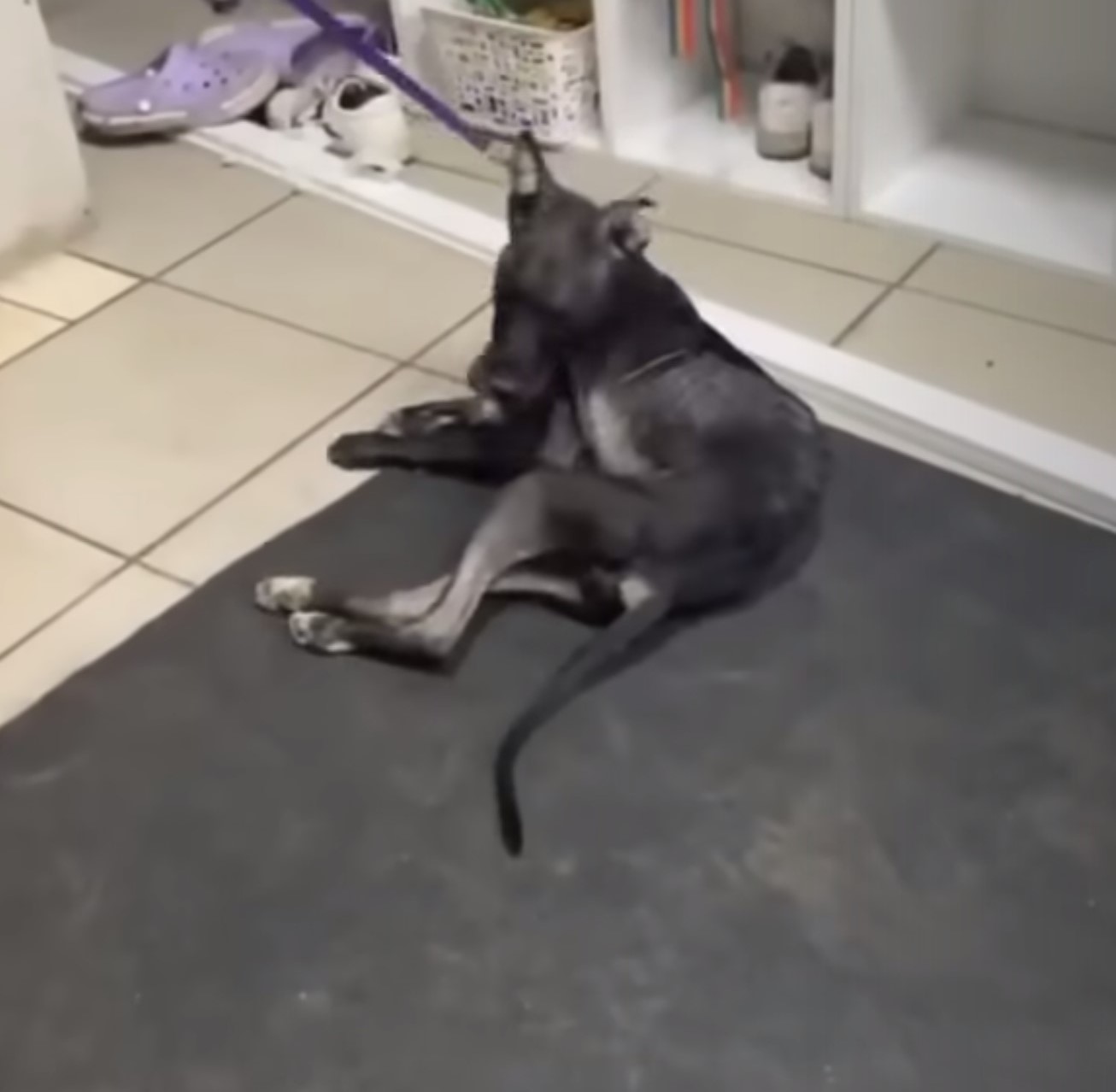 dog lying on a black mat