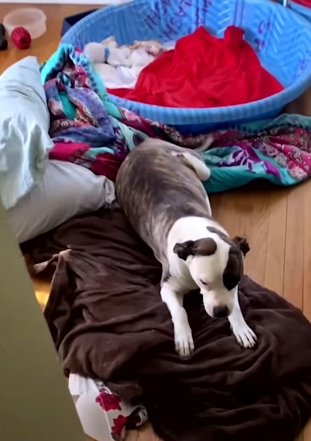 dog lying on blankets
