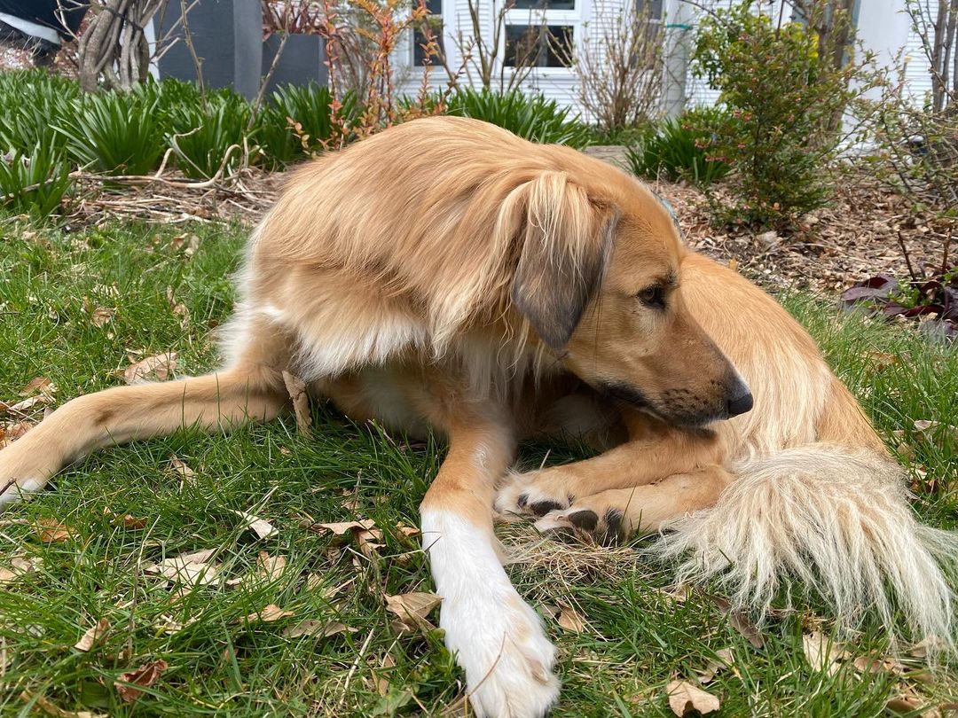 dog lying on grass