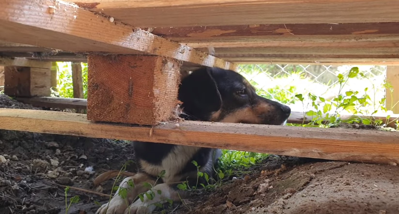 dog lying under wooden pallet