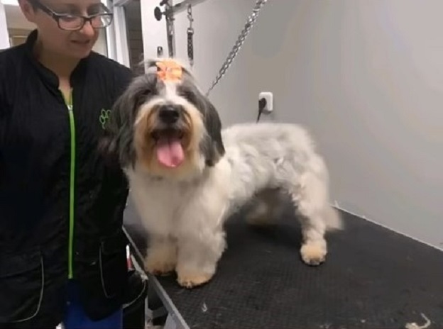 dog named luna groomed