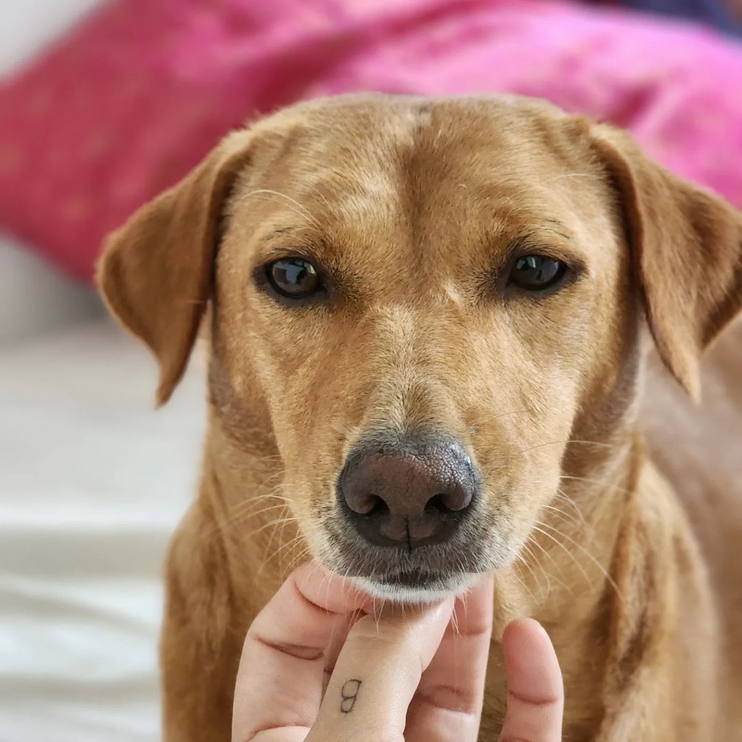 dog named sally
