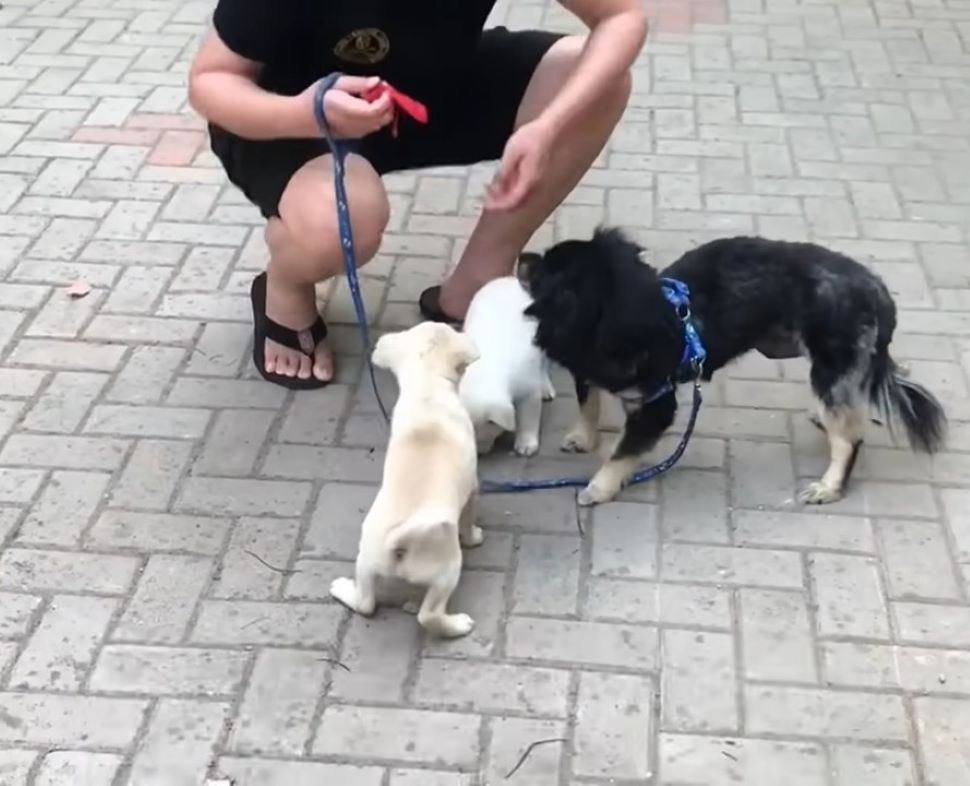 dog, puppies and owner