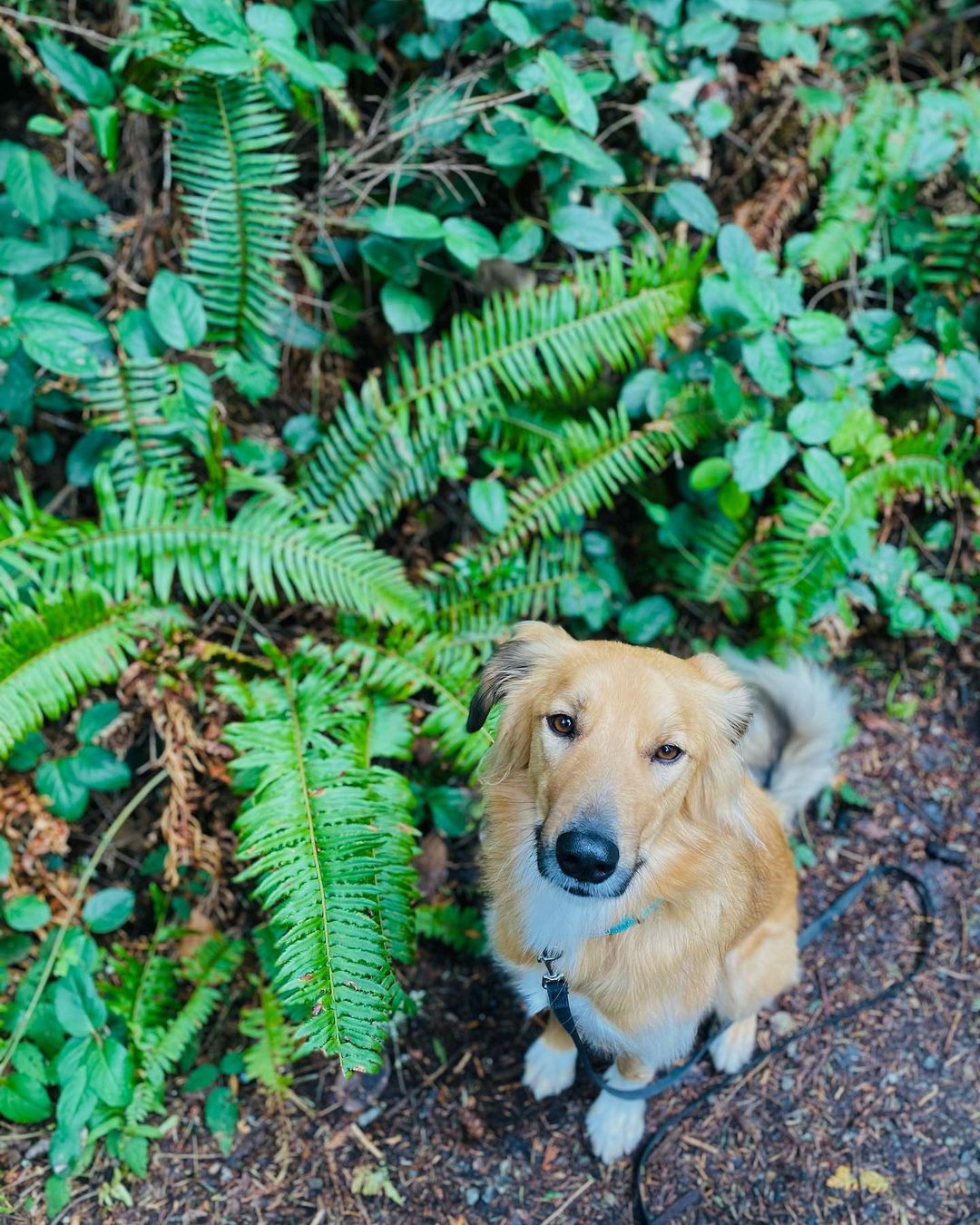 dog sitting next to a bush