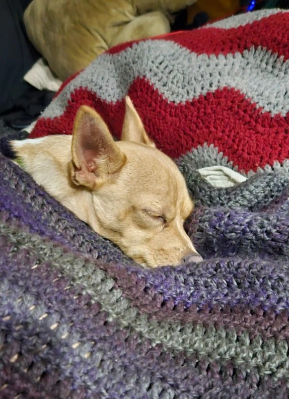 dog sleeping on blankets