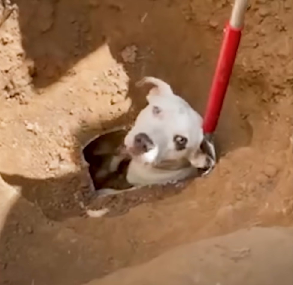 dog stuck in drainage pipe