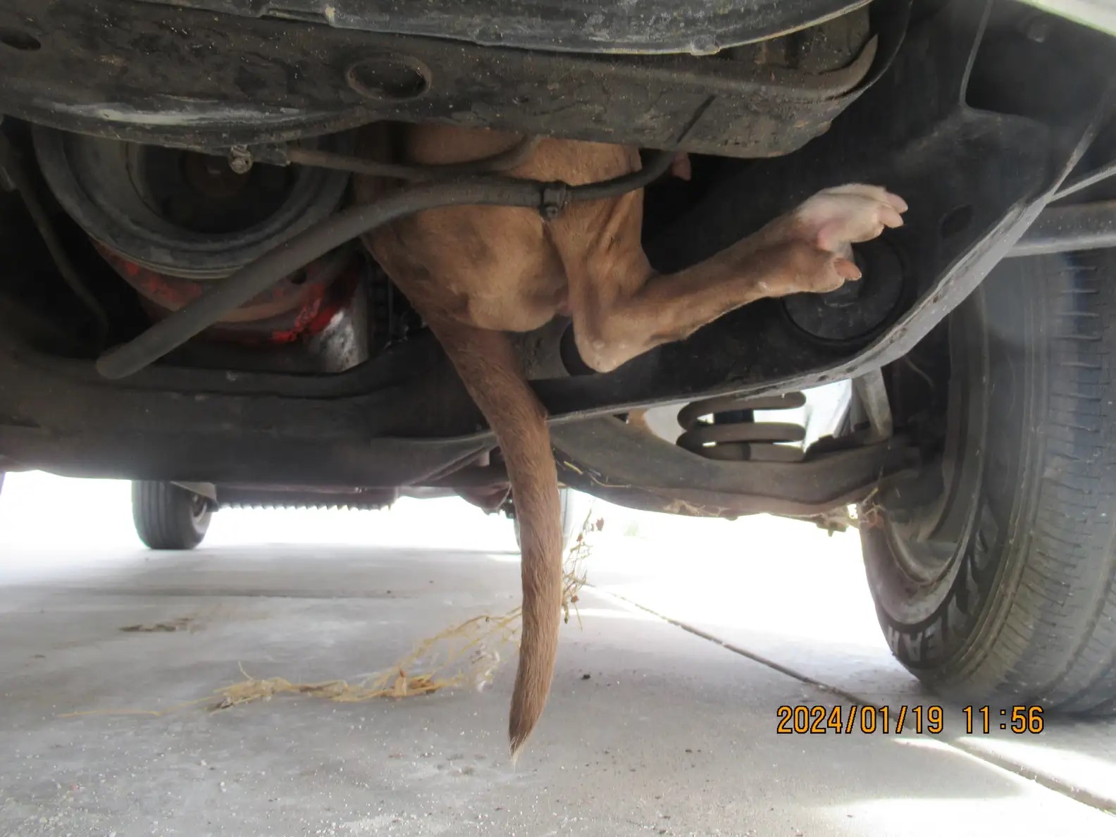 dog stuck under the car