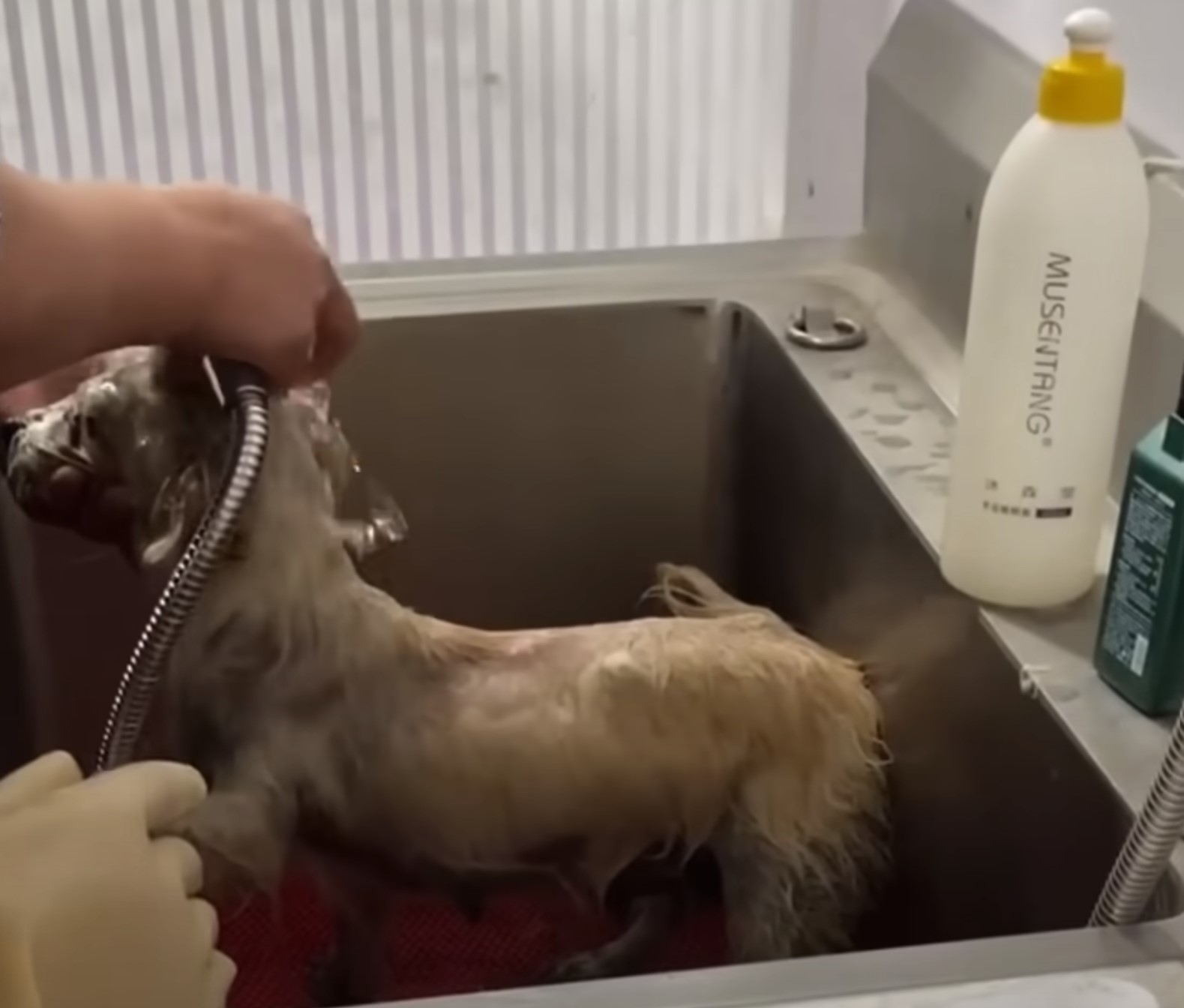 dog taking a bath in the sink