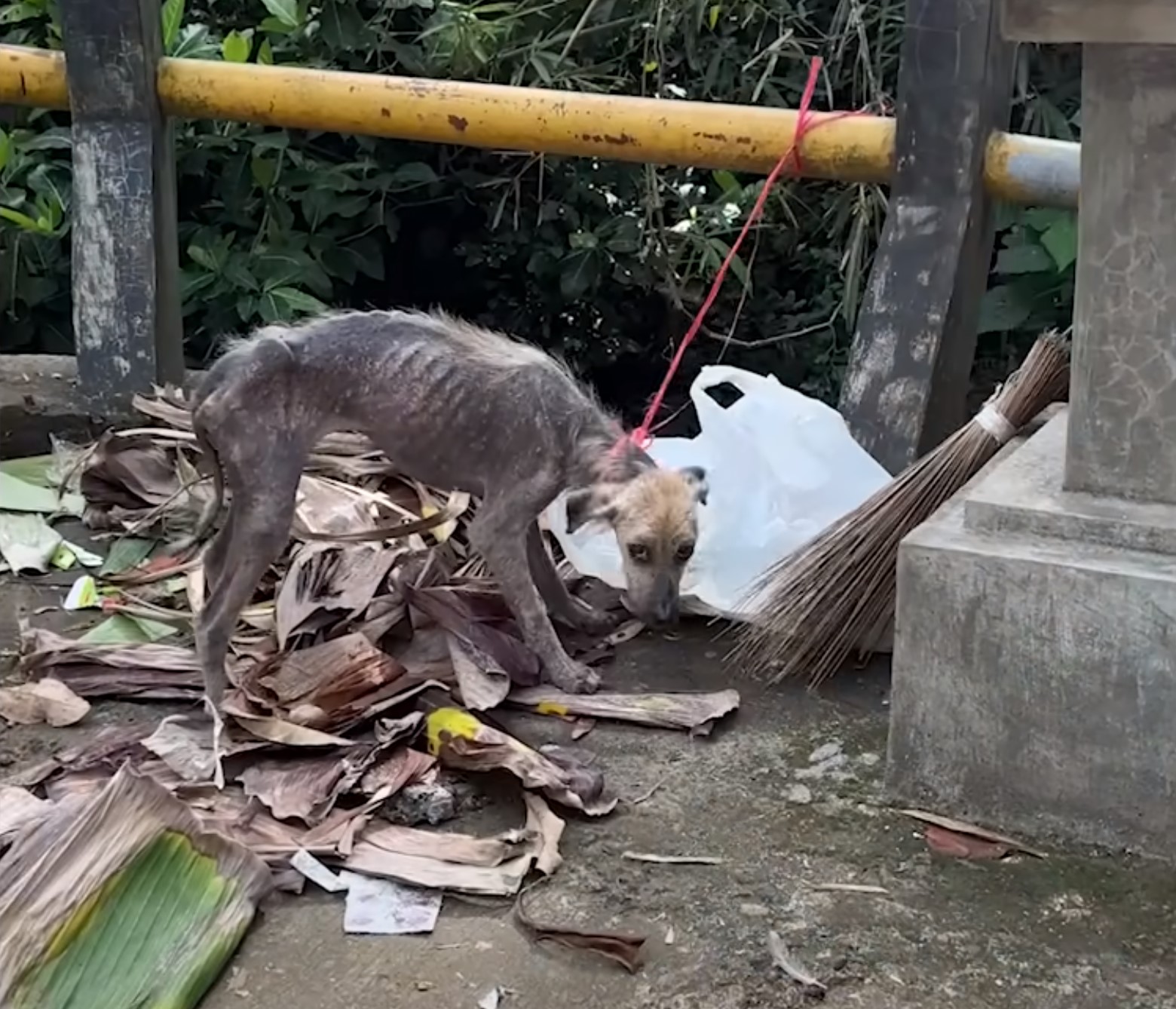 dog tied to a pole