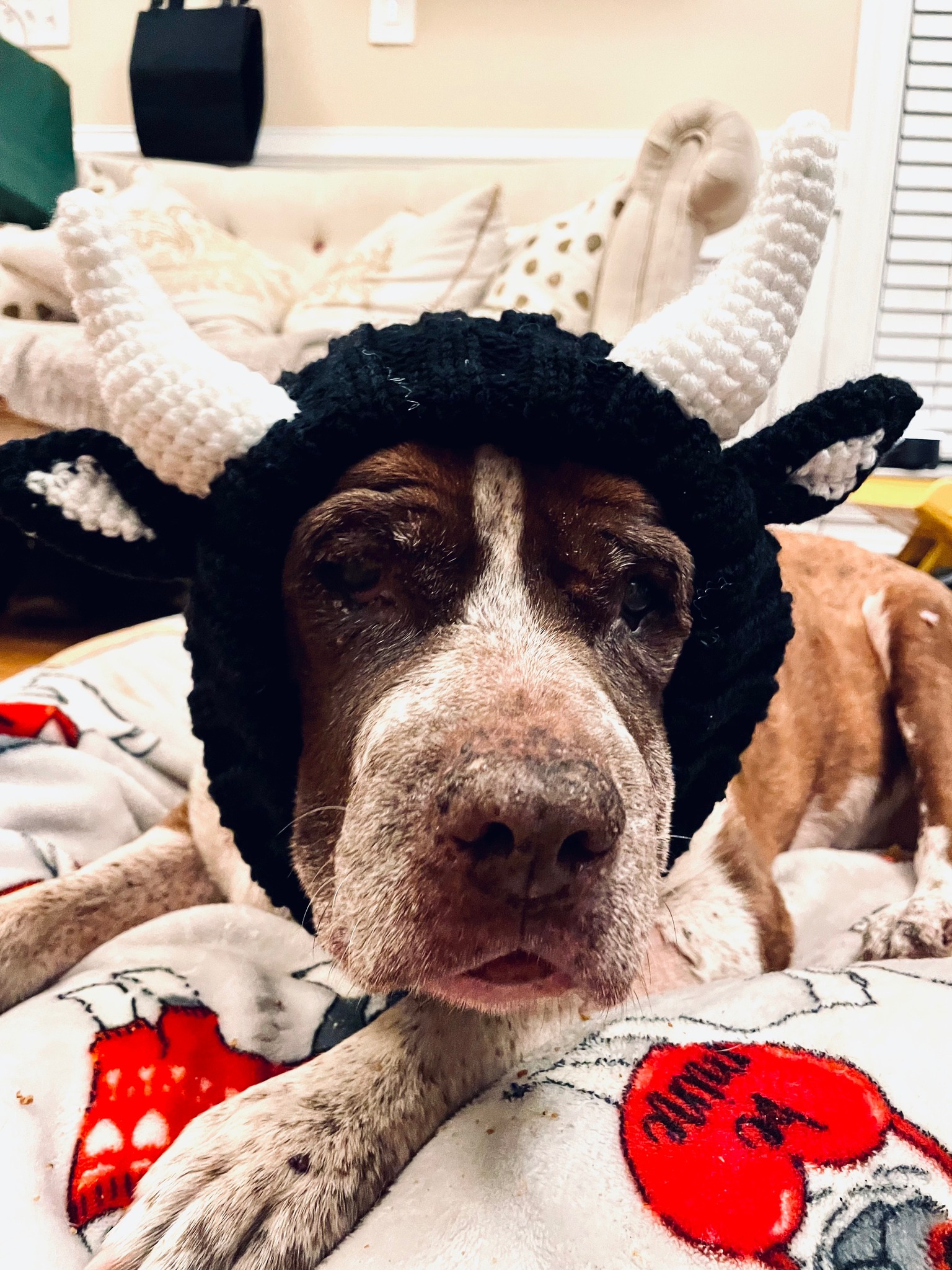 dog wearing a head cover