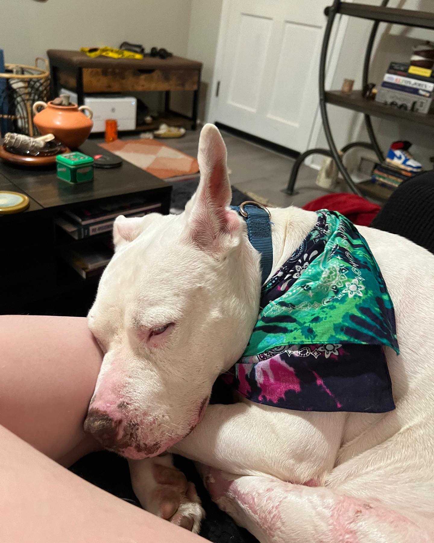dog wearing bandana sleeping