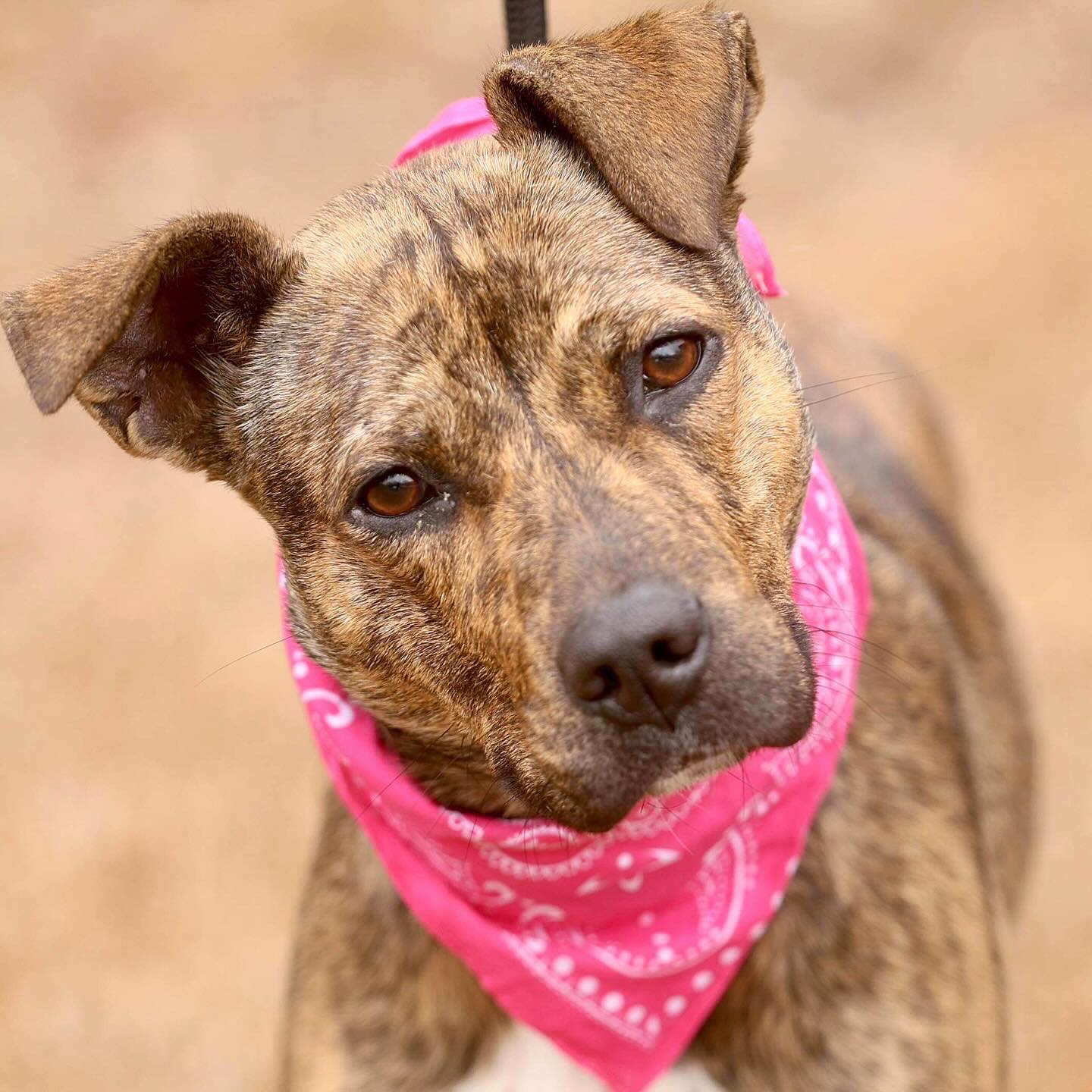 dog with bandana