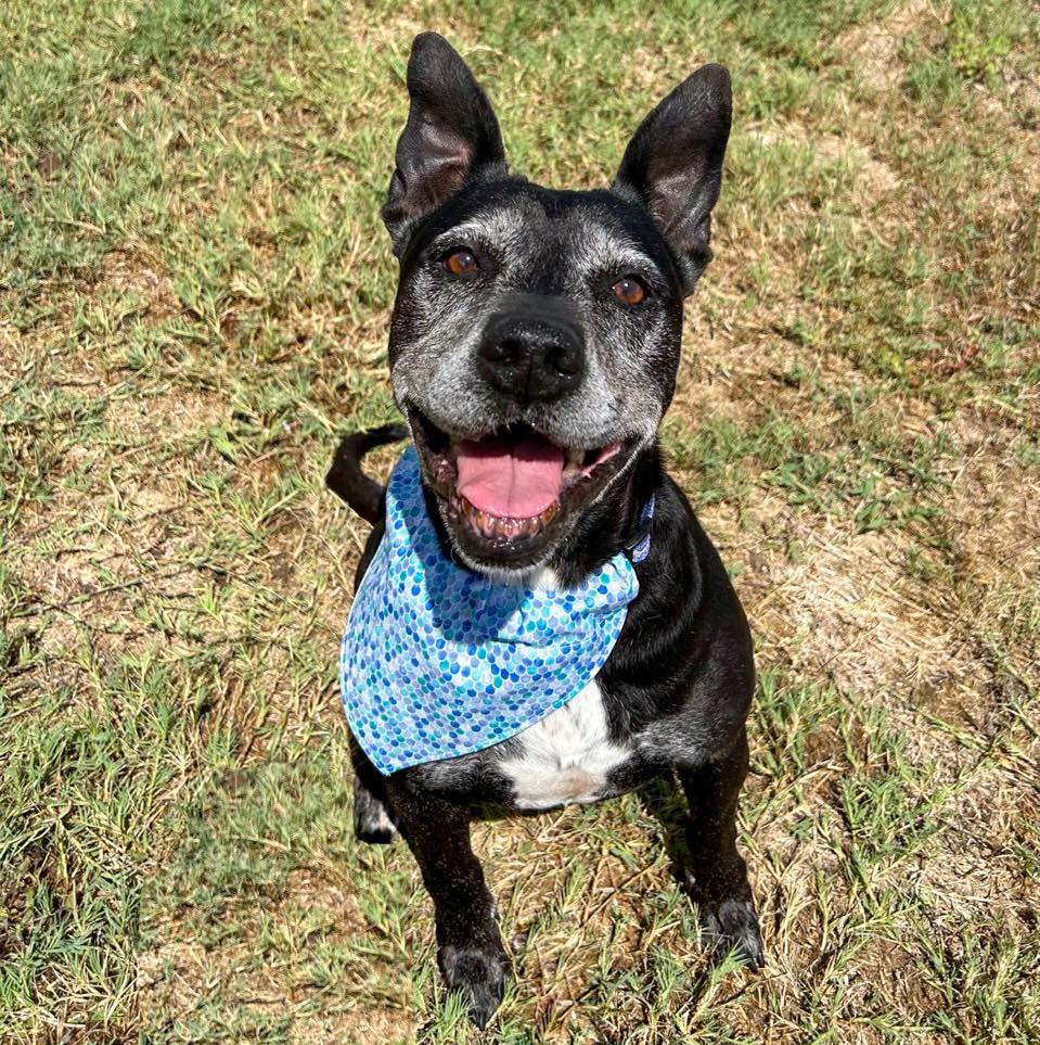 dog with blue bandana on grass