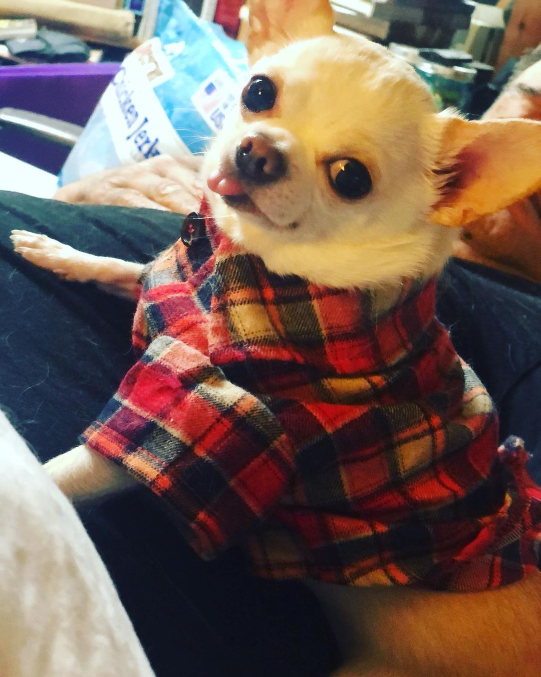 dog with cool shirt on