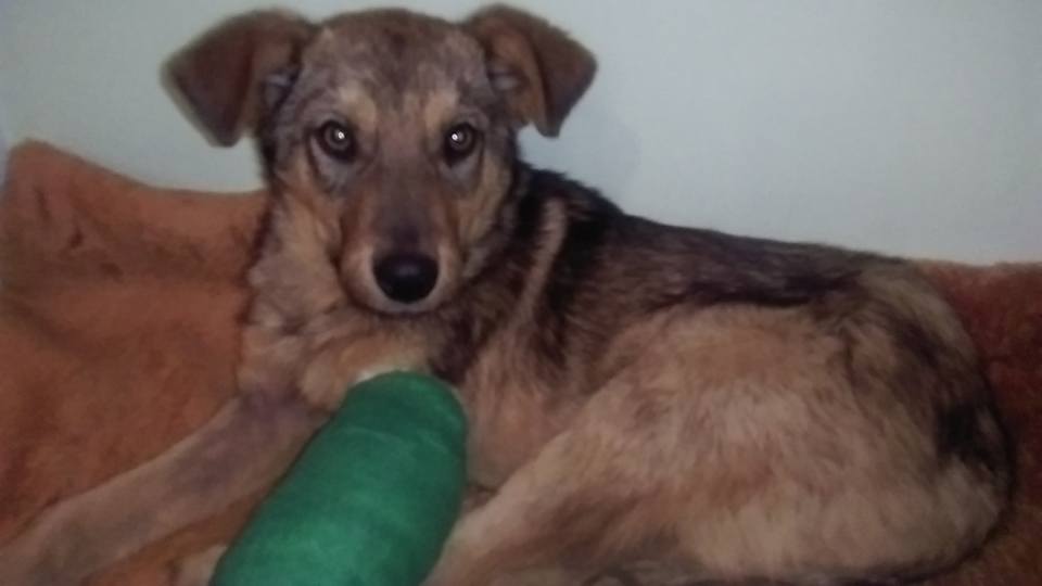 dog with injured leg (2)