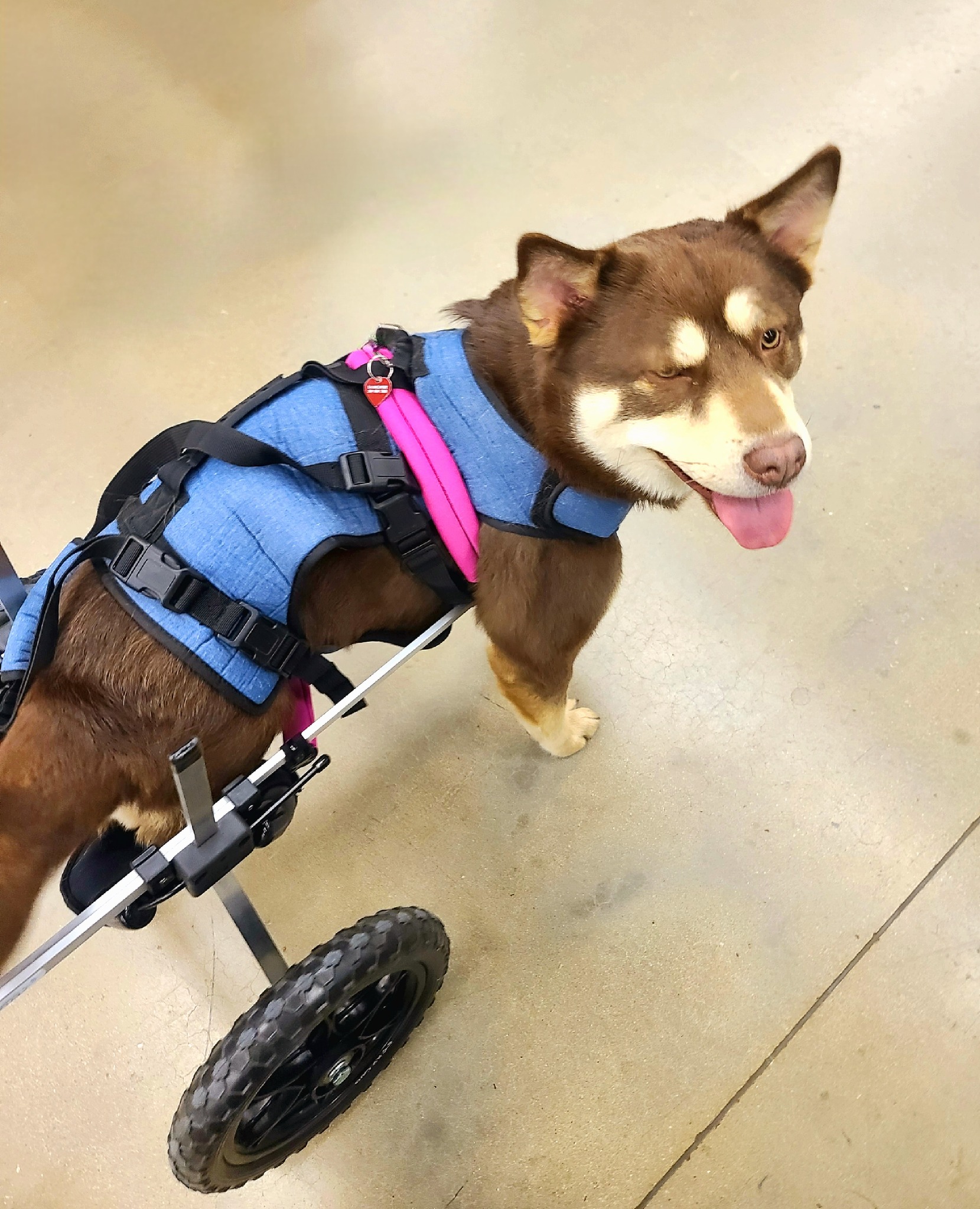 dog with wheels