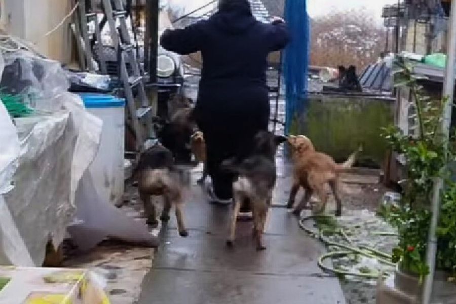 dogs following a woman