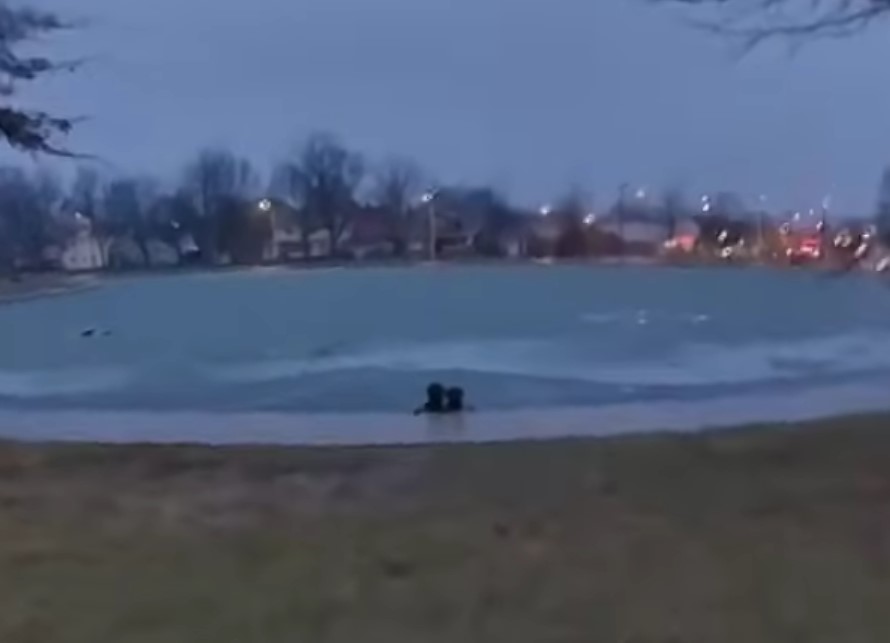 dogs in the icy pond