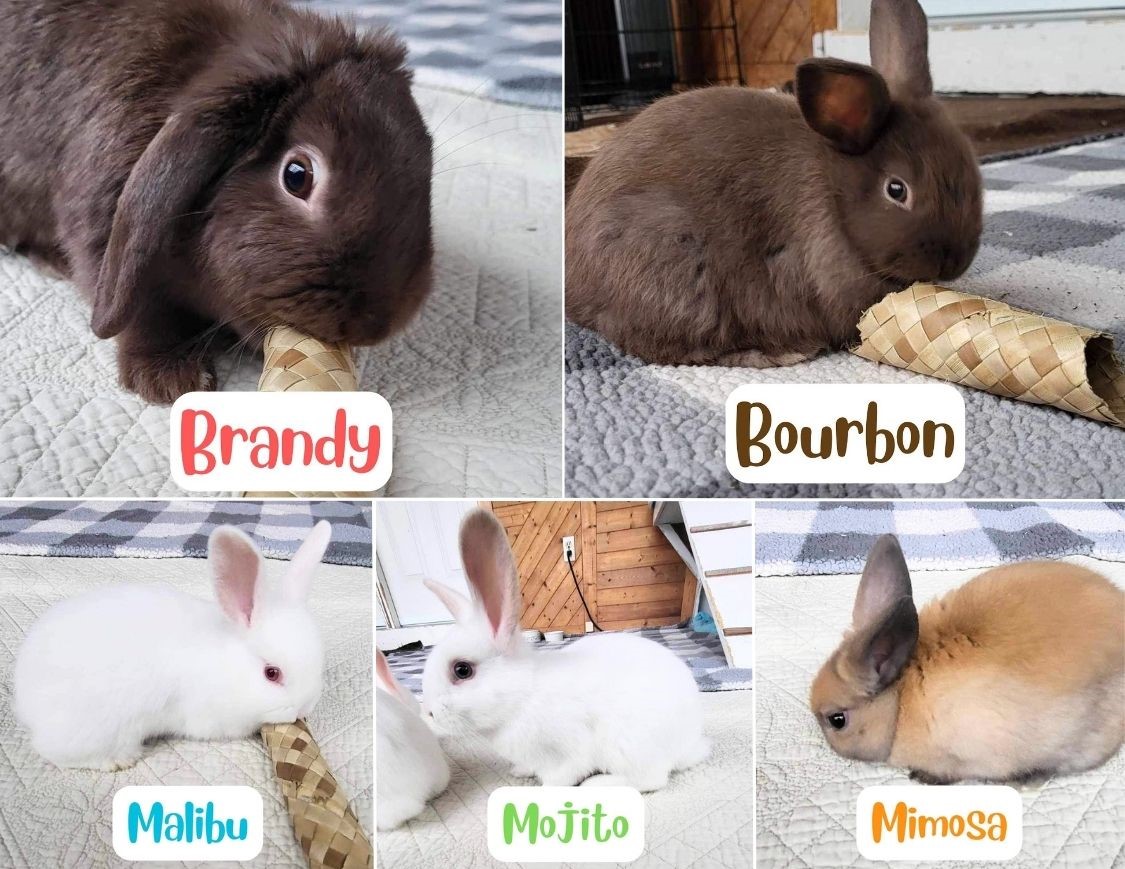 five bunnies