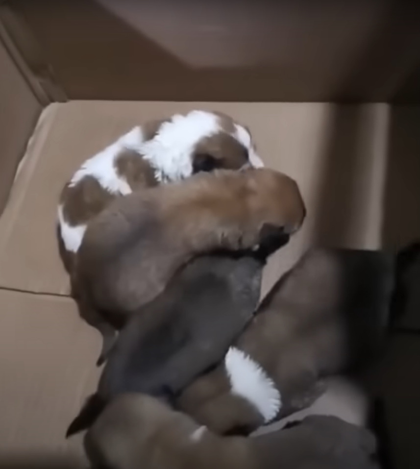 five puppies in a box