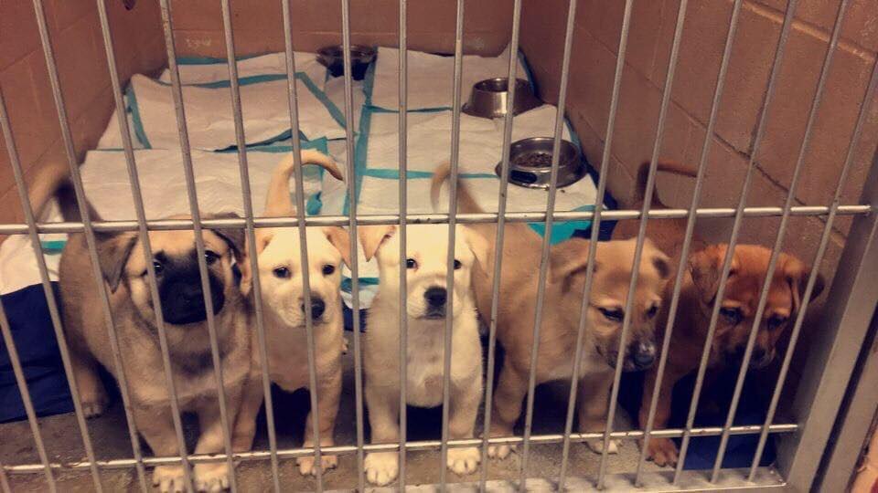 five puppies in a cage