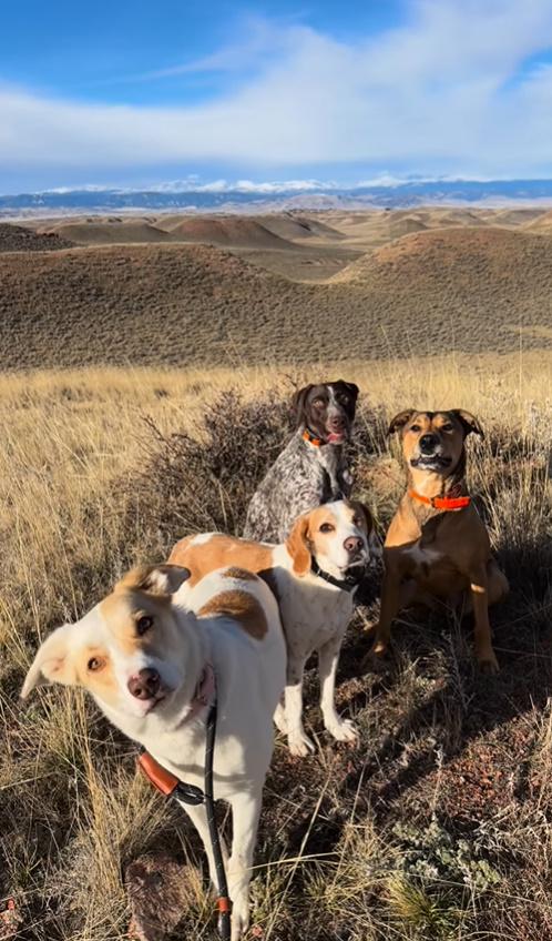 four dogs in nature