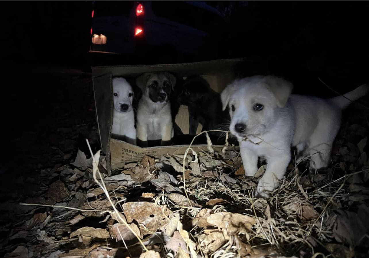 four puppies in cardboard box