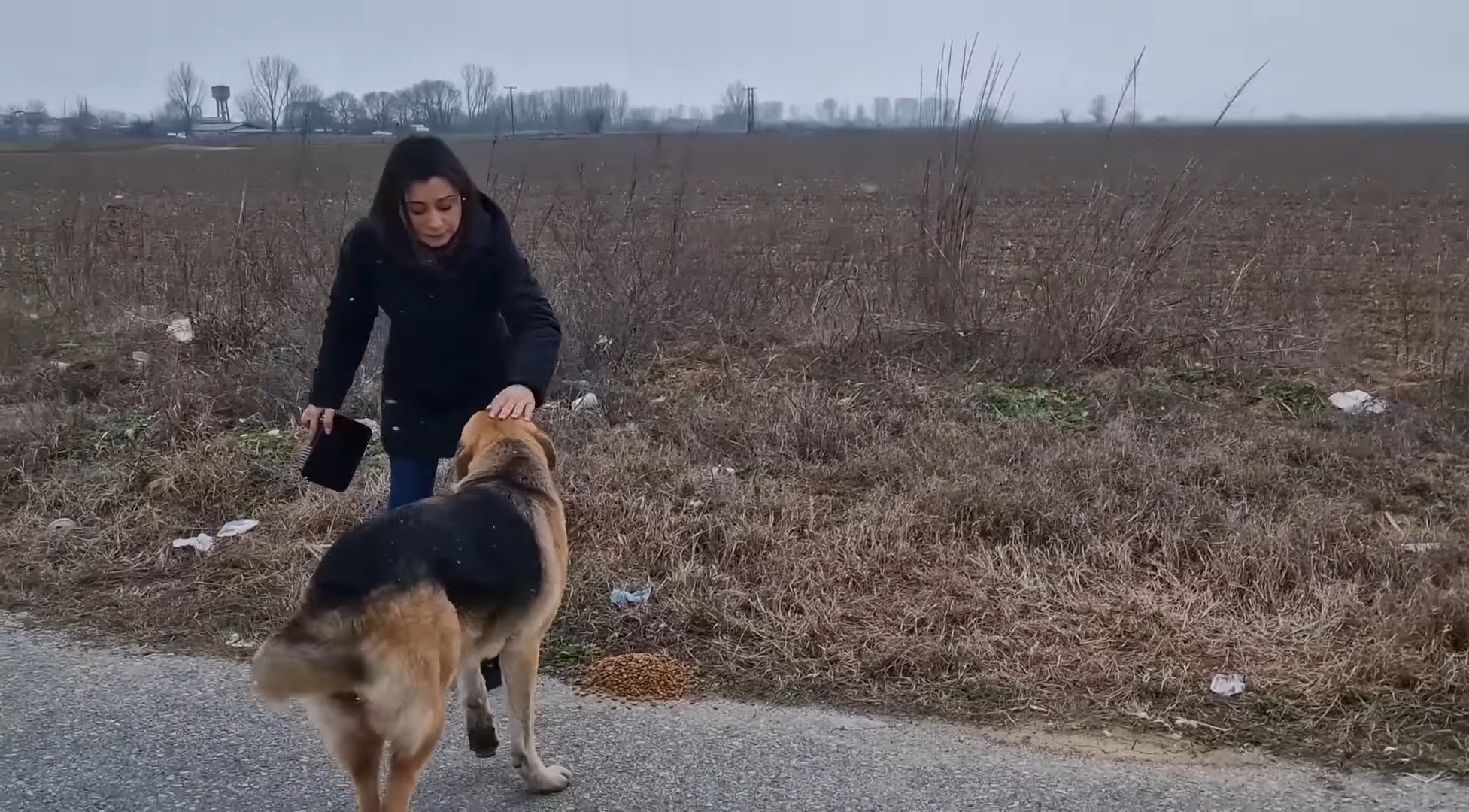 girl petting a stray dog