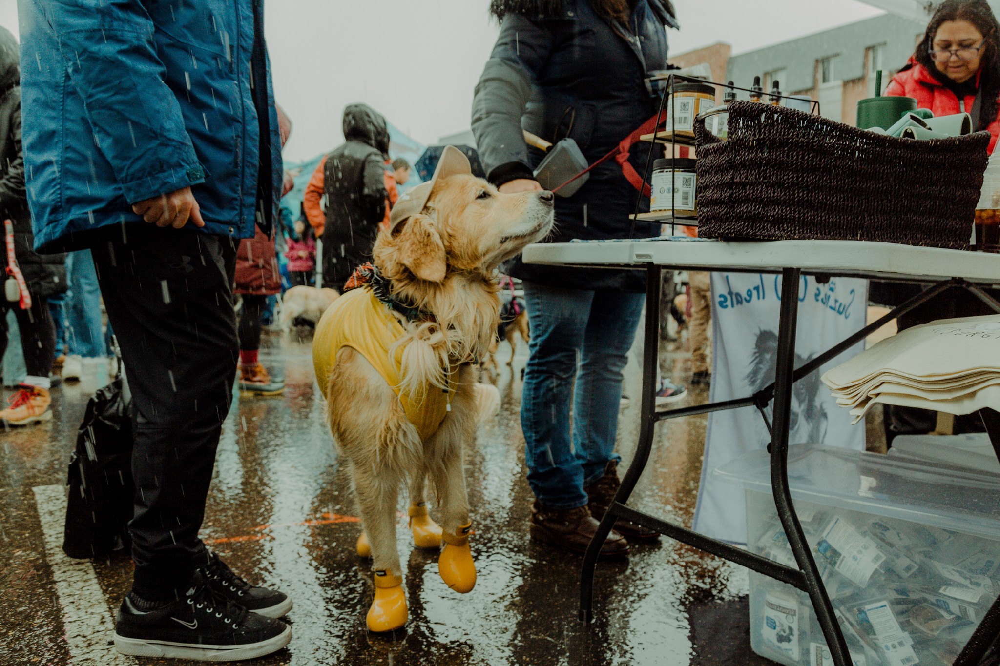 golden retriever on a leash