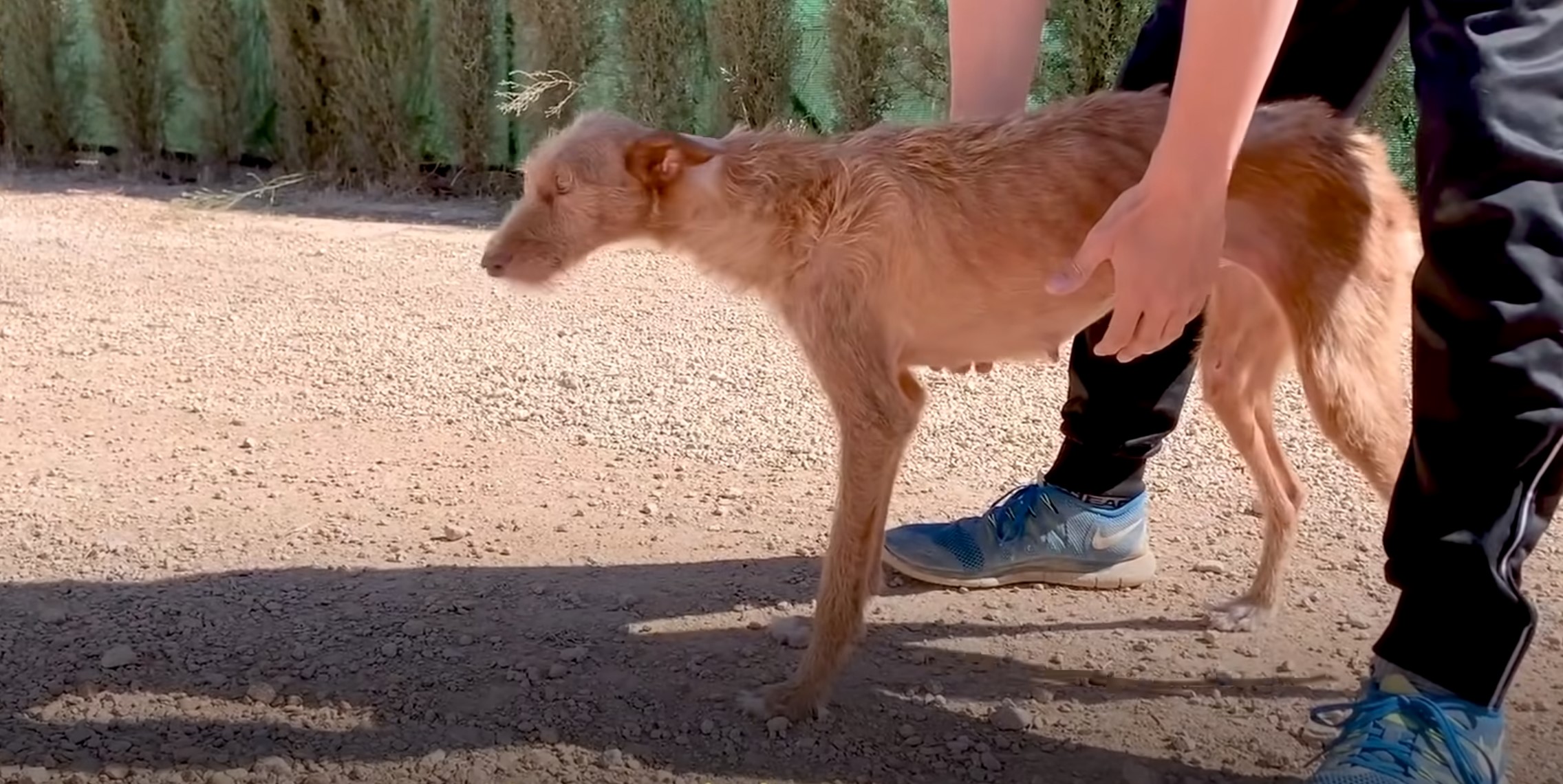 guy helping a paralyzed dog to walk