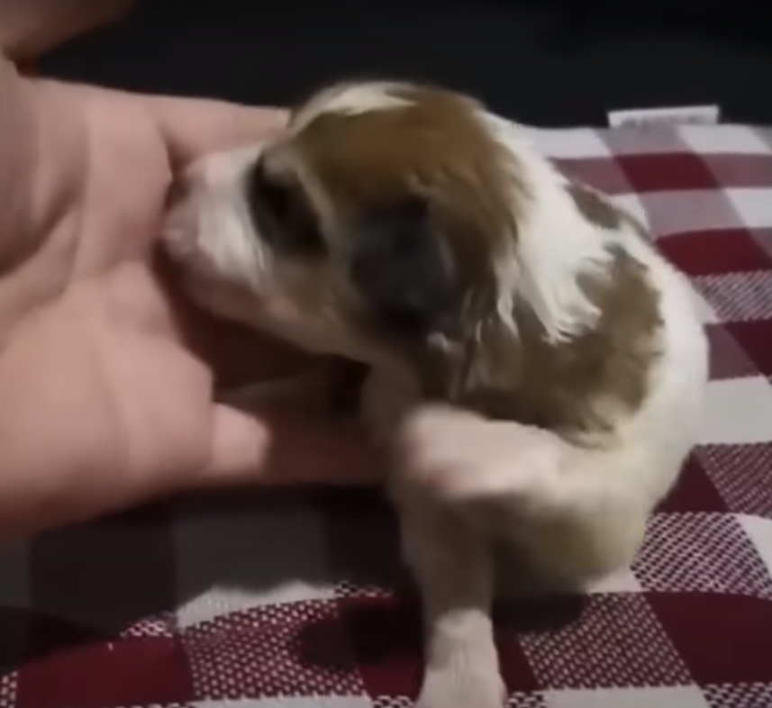 guy playing with puppy
