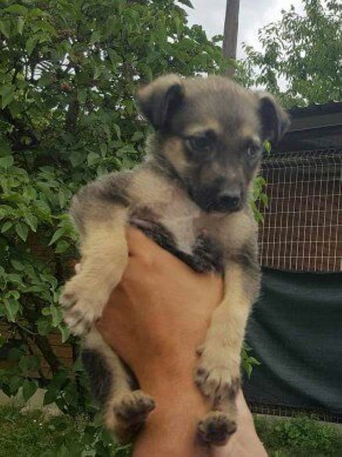 hand holding a little puppy